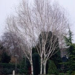 Himalayan Birch Tree | Betula Utilis Jacquemontii -Garden Living Store ORN0102 1