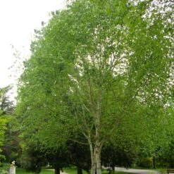 Himalayan Birch Tree | Betula Utilis Jacquemontii -Garden Living Store ORN0102 2
