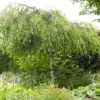Weeping Silver Birch Tree | Betula Pendula Youngii -Garden Living Store ORN0103 1