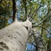 Paper Birch Tree | Betula Papyrifera -Garden Living Store ORN0106 2