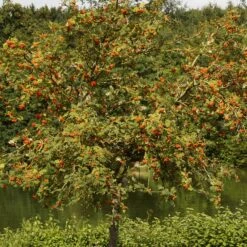 Scarlet Japanese Rowan Tree | Sorbus Commixta 'Embley' -Garden Living Store ORN0139 6