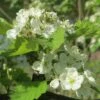 Double White Hawthorn Tree | Crataegus Laevigata 'Plena' -Garden Living Store ORN0189 1