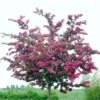 Double Pink Hawthorn Tree | Crataegus Laevigata 'Rosea Flore Pleno' -Garden Living Store ORN0190 1