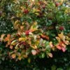 Broad-Leaved Cockspur Thorn Tree | Crataegus Persimilis 'Prunifolia' -Garden Living Store ORN0191 1