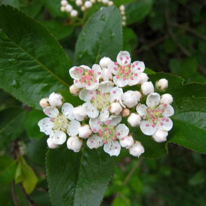 Broad-Leaved Cockspur Thorn Tree | Crataegus Persimilis 'Prunifolia' 4 Broad-Leaved Cockspur Thorn Tree | Crataegus Persimilis 'Prunifolia' - Image 2