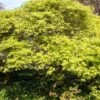 Green Weeping Japanese Maple Tree | Acer Palmatum 'Dissectum' -Garden Living Store ORN0197 1