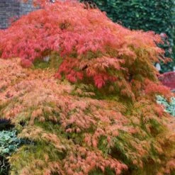 Green Weeping Japanese Maple Tree | Acer Palmatum 'Dissectum' -Garden Living Store ORN0197 3