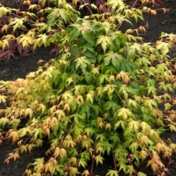 Japanese Maple Tree | Acer Palmatum 'Katsura' -Garden Living Store ORN0202 2