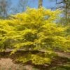 Japanese Maple Tree | Acer Palmatum 'Katsura' -Garden Living Store ORN0202 3