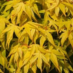 Japanese Maple Tree | Acer Palmatum 'Katsura' -Garden Living Store ORN0202 4