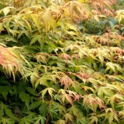 Japanese Maple Tree | Acer Palmatum 'Katsura' -Garden Living Store ORN0202 6