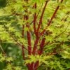 Coral Bark Japanese Maple Tree | Acer Palmatum 'Sangokaku' -Garden Living Store ORN0204 1