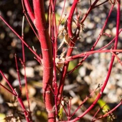 Coral Bark Japanese Maple Tree | Acer Palmatum 'Sangokaku' 11 Coral Bark Japanese Maple Tree | Acer Palmatum 'Sangokaku' -Garden Living Store ORN0204 6