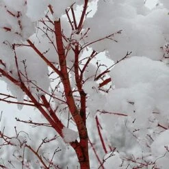 Coral Bark Japanese Maple Tree | Acer Palmatum 'Sangokaku' 12 Coral Bark Japanese Maple Tree | Acer Palmatum 'Sangokaku' -Garden Living Store ORN0204 8