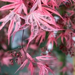 Variegated Japanese Maple Tree | Acer Palmatum 'Shirazz' -Garden Living Store ORN0206 4