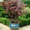 Purple Japanese Maple Tree | Acer Palmatum 'Atropurpureum' -Garden Living Store ORN0207 1