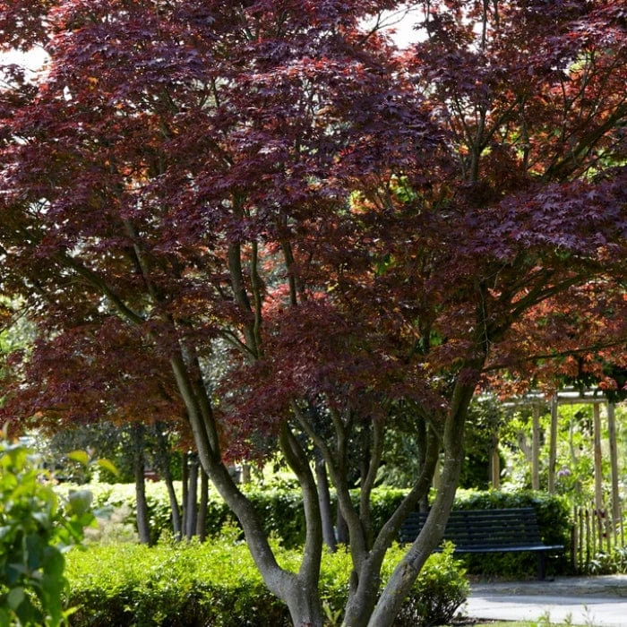 Purple Japanese Maple Tree | Acer Palmatum 'Atropurpureum' 4 Purple Japanese Maple Tree | Acer Palmatum 'Atropurpureum' - Image 2