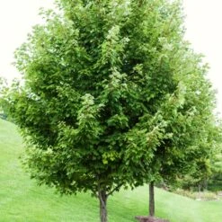 Canadian Red Maple Tree | Acer Rubrum -Garden Living Store ORN0212 1