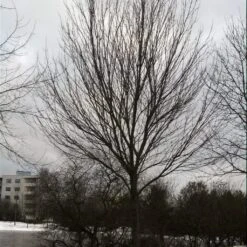 Canadian Red Maple Tree | Acer Rubrum -Garden Living Store ORN0212 3