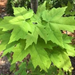 Canadian Red Maple Tree | Acer Rubrum -Garden Living Store ORN0212 4