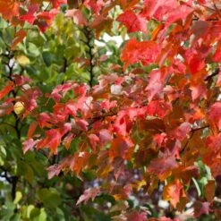Canadian Red Maple Tree | Acer Rubrum 'Fairview Flame' -Garden Living Store ORN0213 3