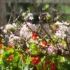 'Royal Beauty' Weeping Crabapple Tree -Garden Living Store ORN0224 1