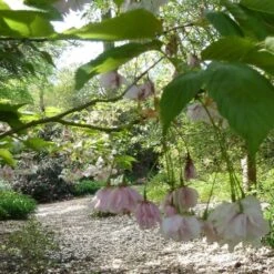 Fragrant Cloud' Cherry Blossom Tree | Prunus 'Matsumae-shizuka' -Garden Living Store ORN0232 3