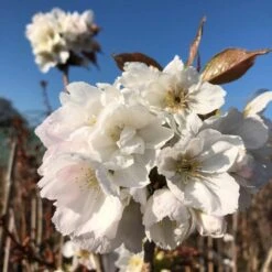 Fragrant Cloud' Cherry Blossom Tree | Prunus 'Matsumae-shizuka' -Garden Living Store ORN0232 8
