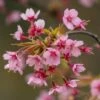 'Kursar' Dwarf Cherry Blossom Tree -Garden Living Store ORN0234 1