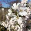 Pandora' Cherry Blossom Tree | Prunus Padus -Garden Living Store ORN0236 1