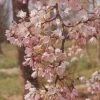 'Pink Shell' Cherry Blossom Tree | Prunus × Yedoensis -Garden Living Store ORN0238 8