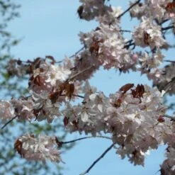 Sargent's Cherry Blossom Tree | Prunus Sargentii -Garden Living Store ORN0240 3