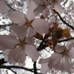 Sargent's Cherry Blossom Tree | Prunus Sargentii -Garden Living Store ORN0240 4