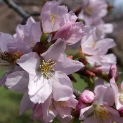Sargent's Cherry Blossom Tree | Prunus Sargentii -Garden Living Store ORN0240 5