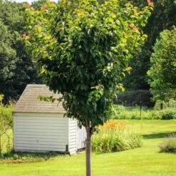 Sargent's Cherry Blossom Tree | Prunus Sargentii -Garden Living Store ORN0240 6