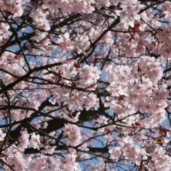Sargent's Cherry Blossom Tree | Prunus Sargentii -Garden Living Store ORN0240 7