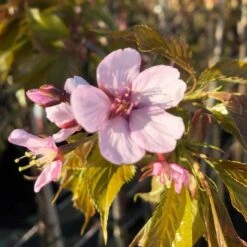 Sargent's Cherry Blossom Tree | Prunus Sargentii -Garden Living Store ORN0240 8