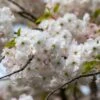'Mount Fuji' Cherry Blossom Tree | Prunus Serrulata 'Shirotae' -Garden Living Store ORN0242 1