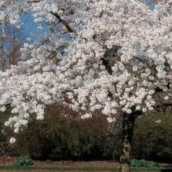 'Mount Fuji' Cherry Blossom Tree | Prunus Serrulata 'Shirotae' 8 'Mount Fuji' Cherry Blossom Tree | Prunus Serrulata 'Shirotae' -Garden Living Store ORN0242 8
