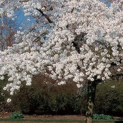 'Mount Fuji' Cherry Blossom Tree | Prunus Serrulata 'Shirotae' 5 'Mount Fuji' Cherry Blossom Tree | Prunus Serrulata 'Shirotae' - Image 3