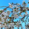 Dwarf White Weeping Cherry Blossom Tree | Prunus 'Snow Showers' -Garden Living Store ORN0244 1