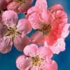 Early Flowering Cherry Blossom Tree | Prunus Persicoides 'Spring Glow' 2 Early Flowering Cherry Blossom Tree | Prunus Persicoides 'Spring Glow' -Garden Living Store ORN0256 1