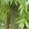 Scarlet Willow Tree | Salix Alba 'Chermesina' -Garden Living Store ORN0258 1