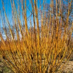 Scarlet Willow Tree | Salix Alba 'Chermesina' -Garden Living Store ORN0258 3