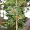Copper Kettle' Rowan Tree | Sorbus -Garden Living Store ORN0267 1 ba10b4a0 05df 47ee 98c5 a3432fea6624