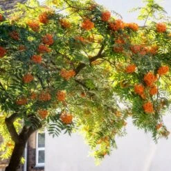 Copper Kettle' Rowan Tree | Sorbus 11 Copper Kettle' Rowan Tree | Sorbus -Garden Living Store ORN0267 5 889ea2e8 fe4c 4c61 935d 4318cd394cbc