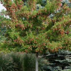 Tatarian Maple | Acer Tataricum 'Hotwings' -Garden Living Store ORN0278 2 15c5fde1 96e2 4f40 8272 8cde7dbaba1d
