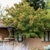 Tatarian Maple | Acer Tataricum 'Hotwings' -Garden Living Store ORN0278 3 dd3cb8f8 79a8 40bf 9454 cfda614cca1f