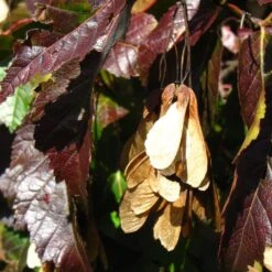 Tatarian Maple | Acer Tataricum 'Hotwings' -Garden Living Store ORN0278 5 2f77771d bb4c 4416 bbc0 dc387bce8adc