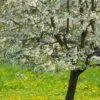 UK Native Wildlife-Friendly Cherry Blossom Tree | Prunus Avium -Garden Living Store ORN0312 1